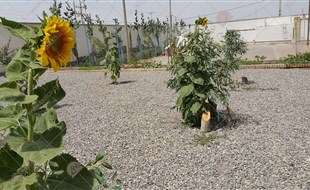 محوطه سازی 